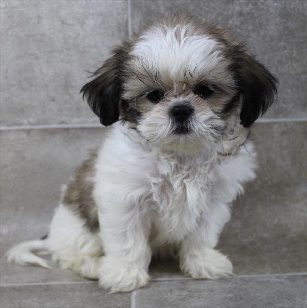 Shih Tzu