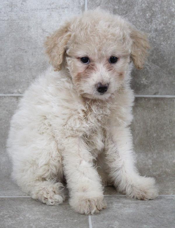 Aussidoodle Mini
