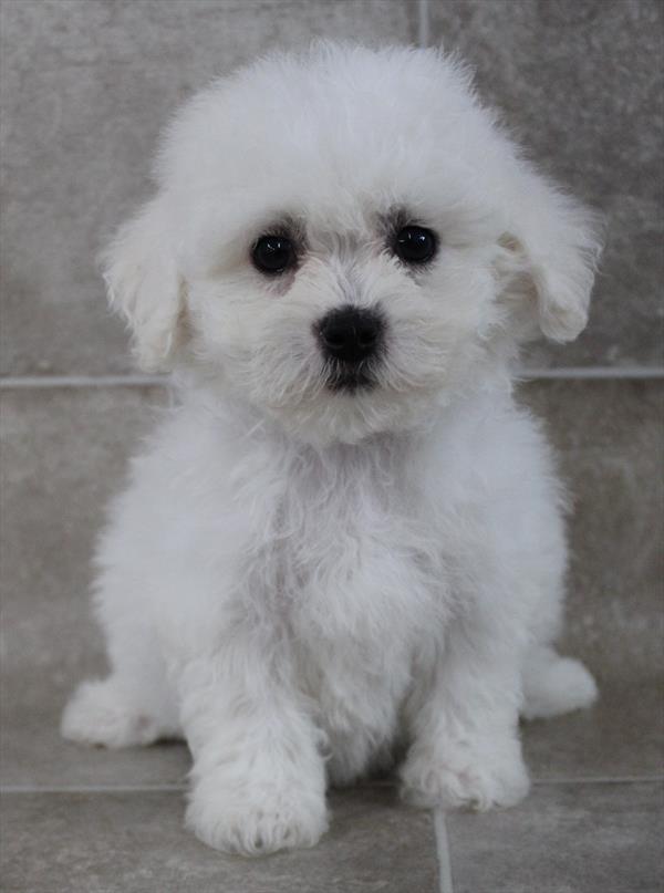 Bichon Frise