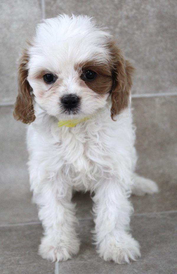 Cavapoo