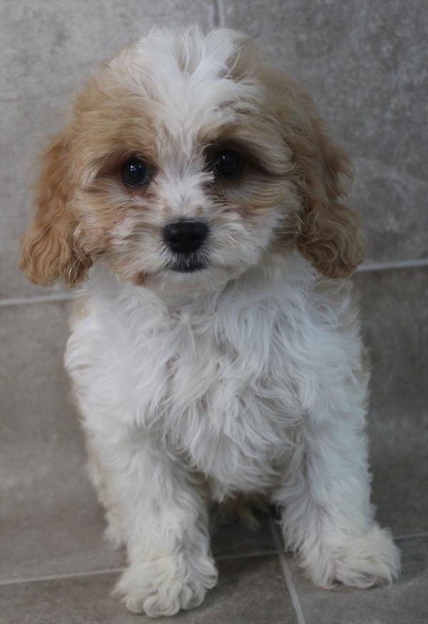 CavaPoo