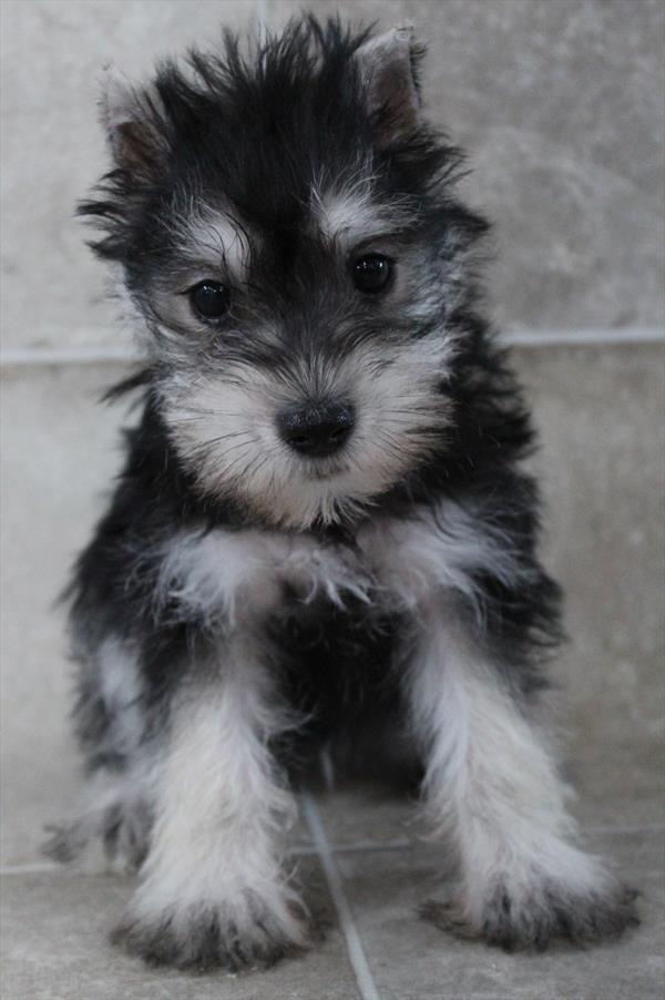 Mini Schnauzer