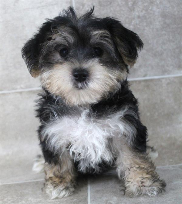 Morkie