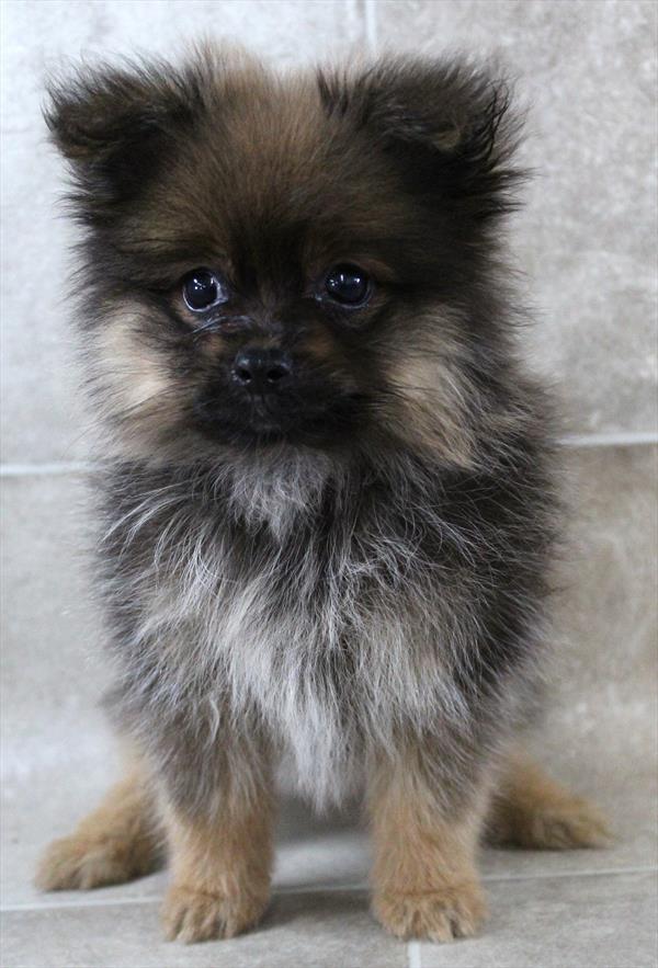 Pomeranian
