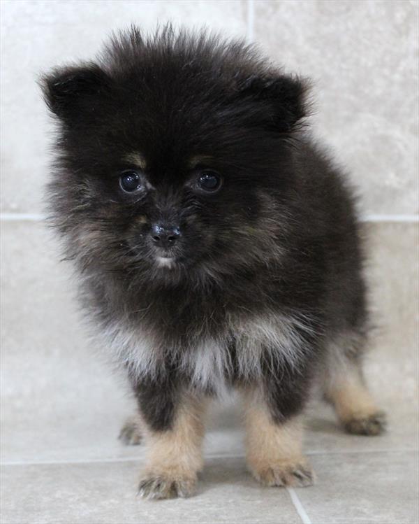 Pomeranian