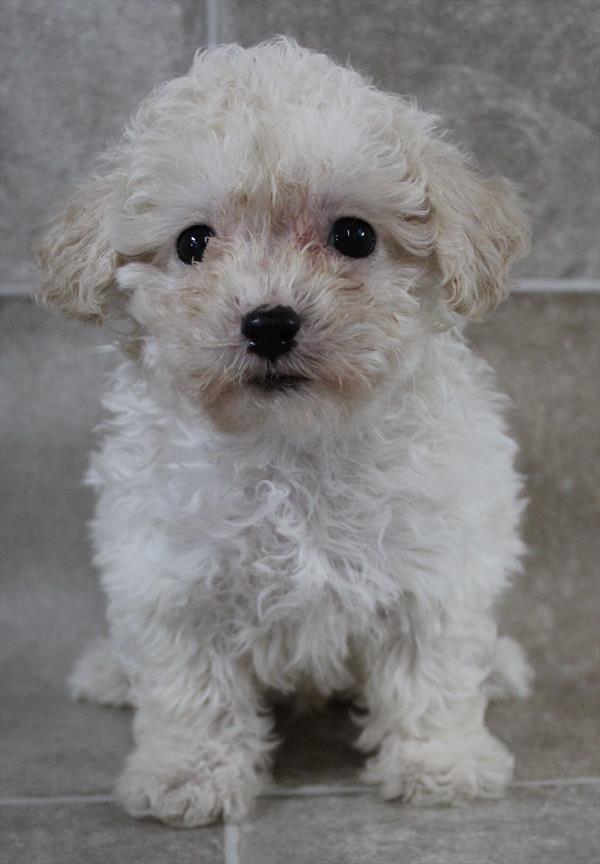 Mini Poodle