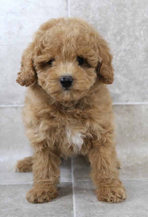 Poodle