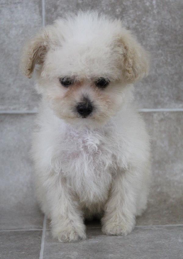 Poodle