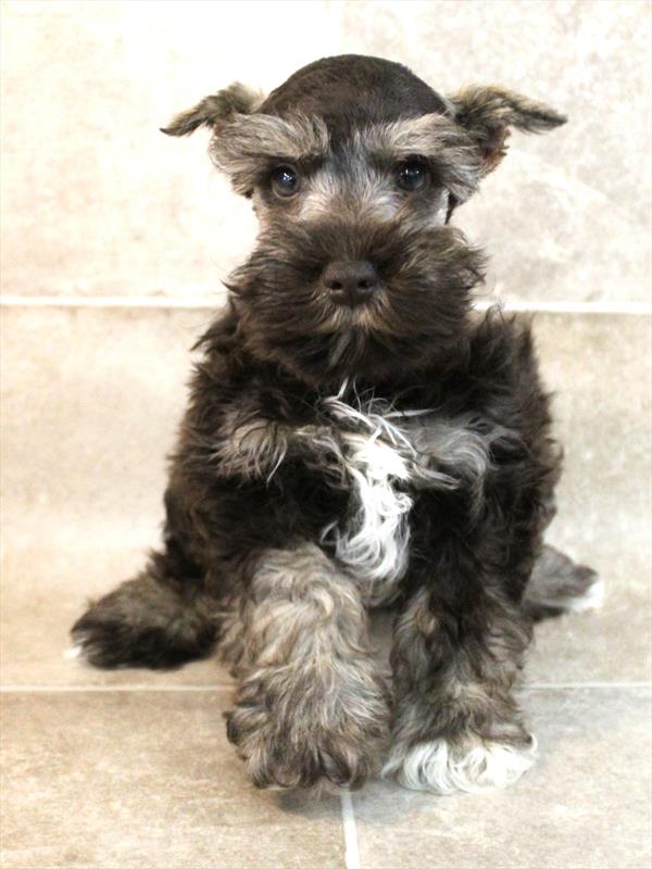 Mini Schnauzer