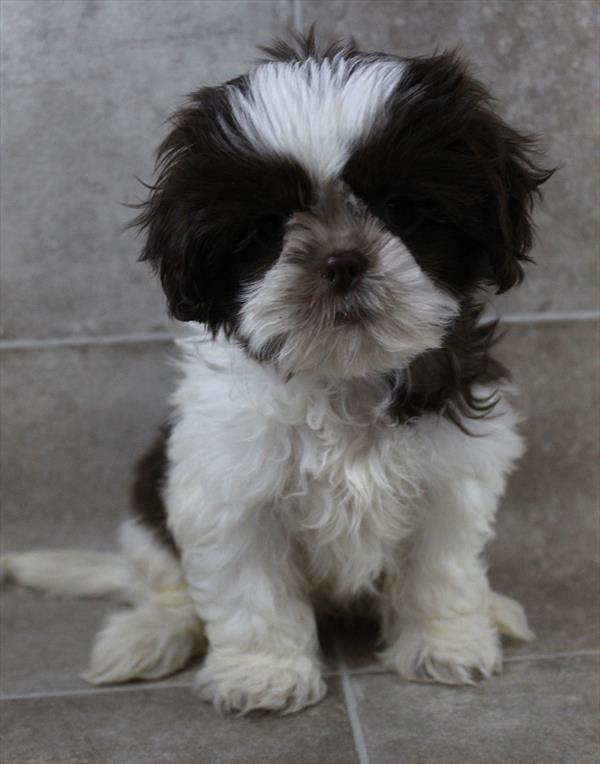 Shih Tzu