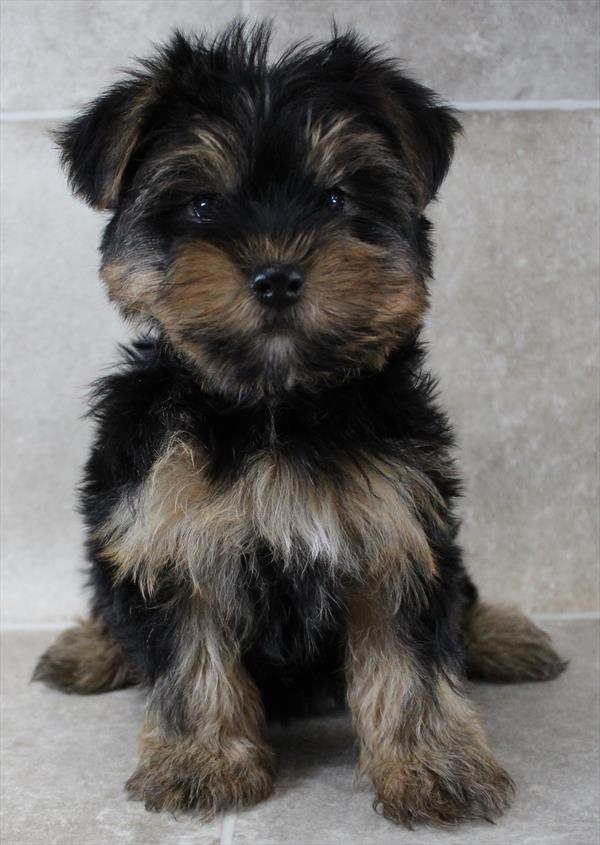 Yorkie