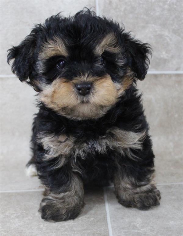 Yorkiepoo