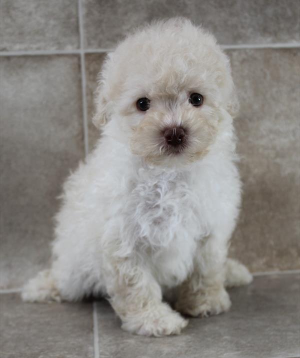 Toy Poodle