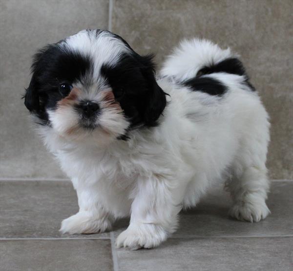 Shih Tzu