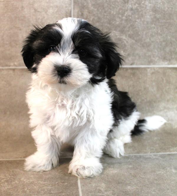 Shih Tzu/Maltese